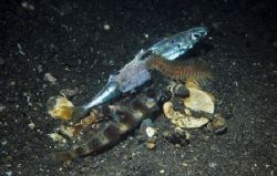lembeh dinner,sulawesi,nikon d70 by Marco Wannenmacher 